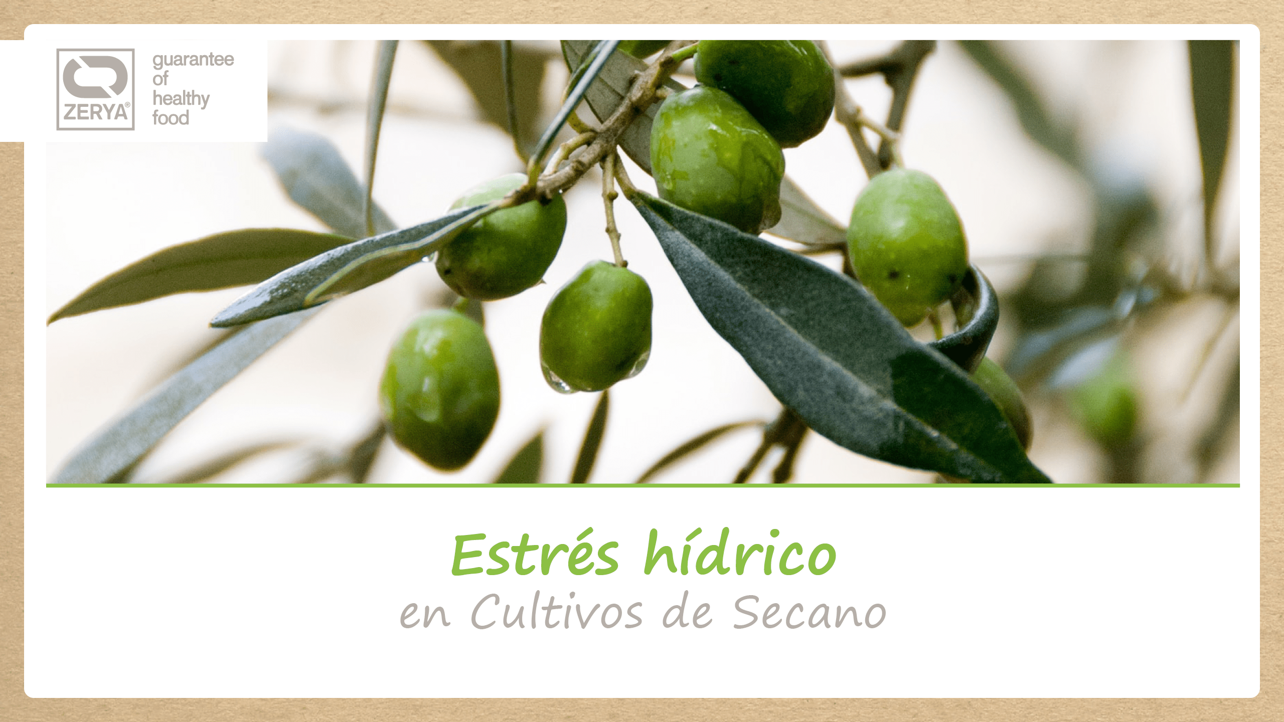 Banner Tratar el Estrés Hídrico en cultivos de Secano con ZERYA